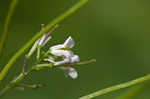 Garlic mustard